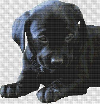 (image for) Black Lab Puppy 2
